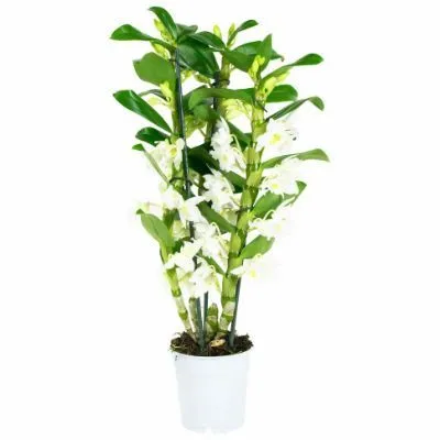 Дендробиум Нобиле Вайт 12/50 фото в интернет-магазине Флоранж