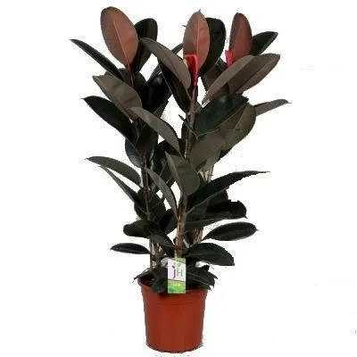 Фикус Абиджан 19/60 фото в интернет-магазине Флоранж