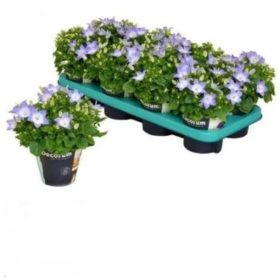 Кампанула Берлин Биколор 10/20 фото в интернет-магазине Флоранж