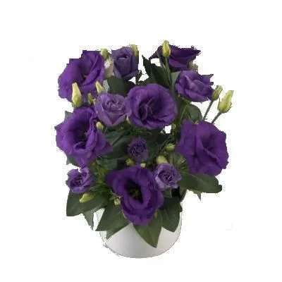 Эустома Блу 12/25 фото в интернет-магазине Флоранж