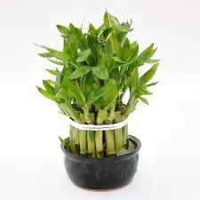 Драцена сандериана Лаки Бамбук 13/30 фото в интернет-магазине Флоранж