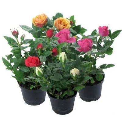 Роза Кордана Даника Микс 10/25 РОС фото в интернет-магазине Флоранж