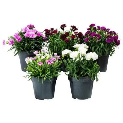 Диантус Микс 10/20 фото в интернет-магазине Флоранж