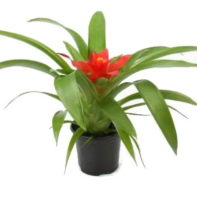 Гузмания Шарм 09/25 фото в интернет-магазине Флоранж