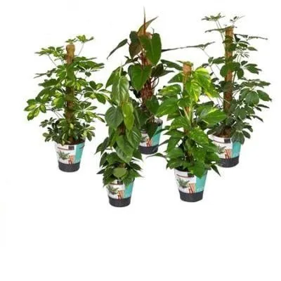 Плант Микс 19/80 на мостке фото в интернет-магазине Флоранж