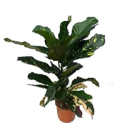 Кодиум Магнифисент 13/40 фото в интернет-магазине Флоранж