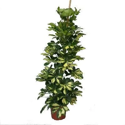 Шефлера Далтон пирамида 22/100 фото в интернет-магазине Флоранж