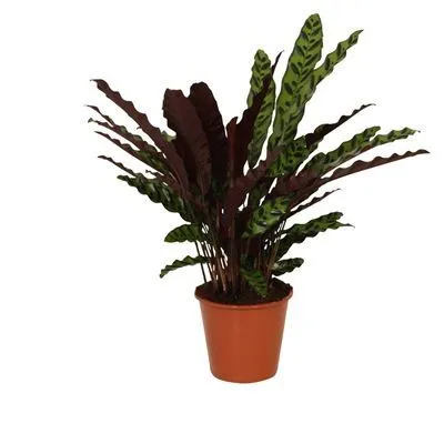 Калатея Инсигния 12/25 фото в интернет-магазине Флоранж