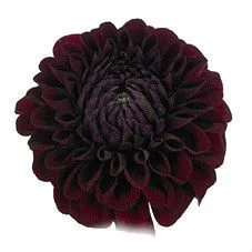 далия Блэк Фокс фото в интернет-магазине Флоранж