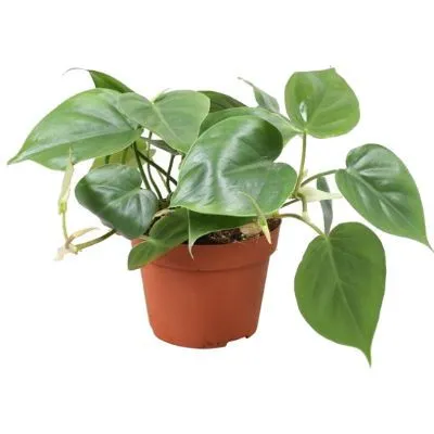 Филодендрон Сканденс 12/20