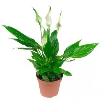 Спатифиллюм Штраус 13/60 фото в интернет-магазине Флоранж