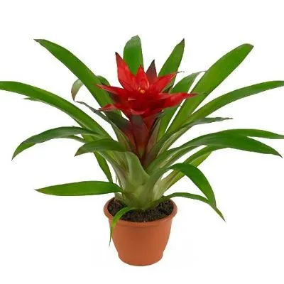 Гузмания Блиц 09/20 фото в интернет-магазине Флоранж