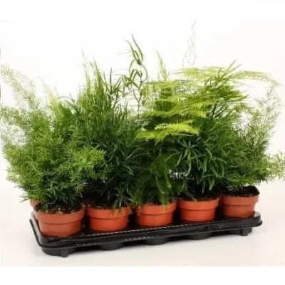 Аспарагус Микс 12/35 фото в интернет-магазине Флоранж