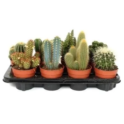 Кактус Микс 15/20 цинк