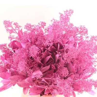 скиммия крашенная Церис фото в интернет-магазине Флоранж