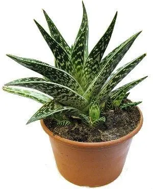 Алоэ Вариегата 12/30