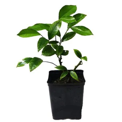 Цитрус Кумкват Маргарита 09/20 фото в интернет-магазине Флоранж