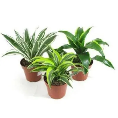 Драцена Драгон Микс 09/15 фото в интернет-магазине Флоранж