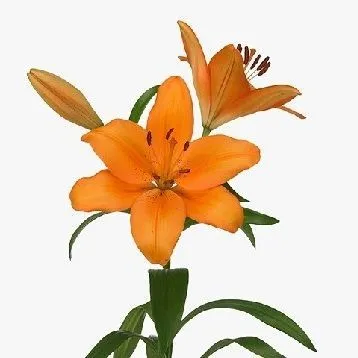 лилия лонгифлорум  Цезарь Палас фото в интернет-магазине Флоранж