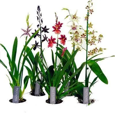 Камбрия Микс 12/50 фото в интернет-магазине Флоранж