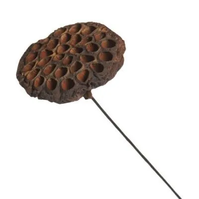 Лотос на вставке, D5-8хН60см, натуральный фото в интернет-магазине Флоранж