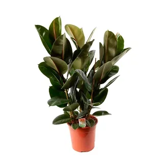 Фикус Эластик Робуста 27/100