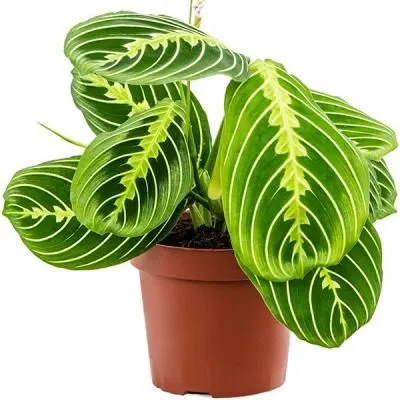 Маранта Лемон 12/35 фото в интернет-магазине Флоранж