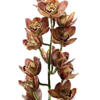 цимбидиум Виктория фото в интернет-магазине Флоранж