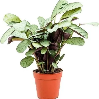 Ктенанта Грин Флаг 12/35 фото в интернет-магазине Флоранж