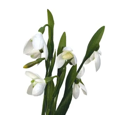 Цветок искусственный Подснежник, H30см, белый фото в интернет-магазине Флоранж
