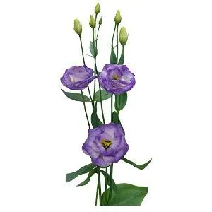 эустома Лизанн Блу Флеш фото в интернет-магазине Флоранж