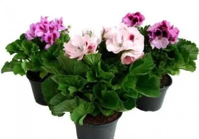 Пеларгония Микс 10/30 фото в интернет-магазине Флоранж