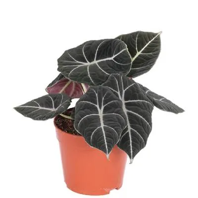 Алоказия Блек Вельвет 14/20 фото в интернет-магазине Флоранж