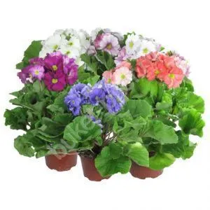 Примула Обконика 09/20 фото в интернет-магазине Флоранж