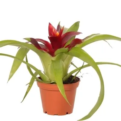 Гузмания Джаз 09/35 фото в интернет-магазине Флоранж