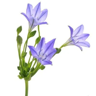 бродеа Руди фото в интернет-магазине Флоранж