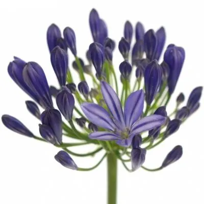 агапантус Атлантик Океан фото в интернет-магазине Флоранж