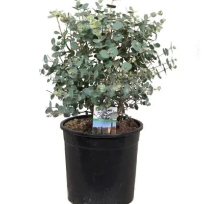 Эвкалипт 13/65 фото в интернет-магазине Флоранж