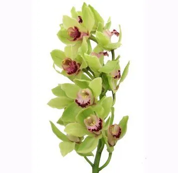 цимбидиум Росанна фото в интернет-магазине Флоранж