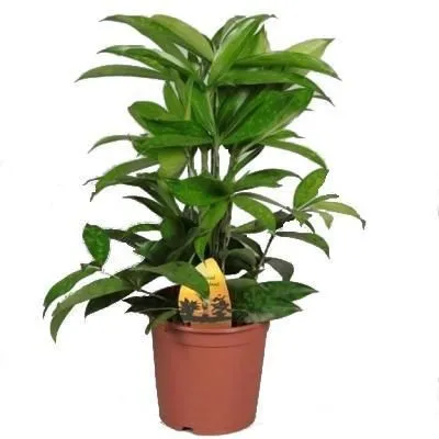 Драцена Суркулоза 14/40 фото в интернет-магазине Флоранж