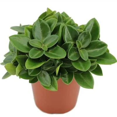 Пеперомия Рэйндроп 12/20 фото в интернет-магазине Флоранж