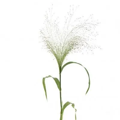 паникум Фонтан фото в интернет-магазине Флоранж