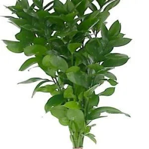рускус
