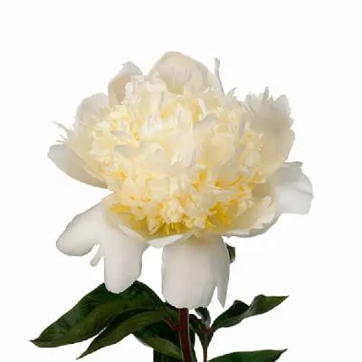 _пион сноу маунтайн