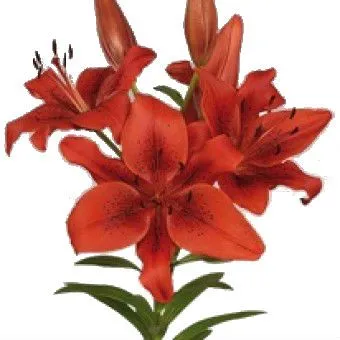 лилия лангифлорум Ориджинал Лав фото в интернет-магазине Флоранж