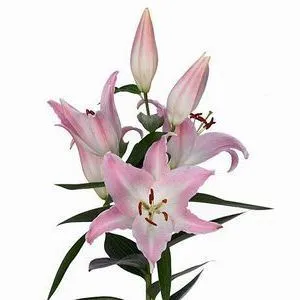 лилия ориентал  Альберти фото вживую в руках, состав, цветовая гамма 