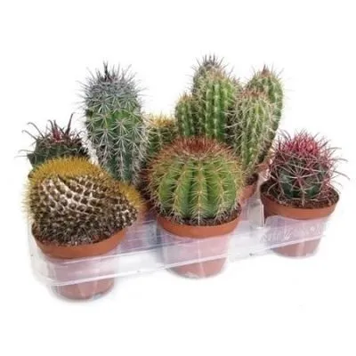 Кактус Микс 10/20 фото в интернет-магазине Флоранж