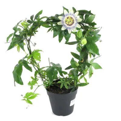 Пассифлора Каруэлла 12/40 фото в интернет-магазине Флоранж