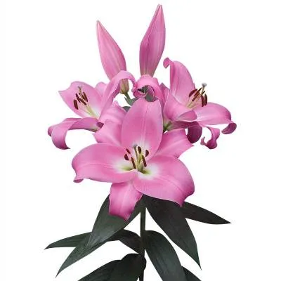 лилия ориенталь Албарето фото в интернет-магазине Флоранж