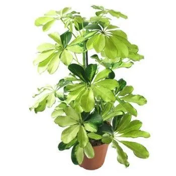 Шефлера Мелани 13/45 фото в интернет-магазине Флоранж